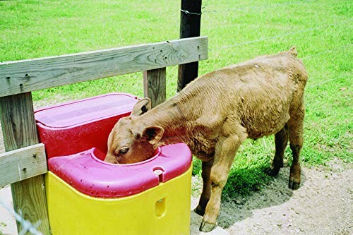 Calf eating from a colorful feeder in a grassy field.