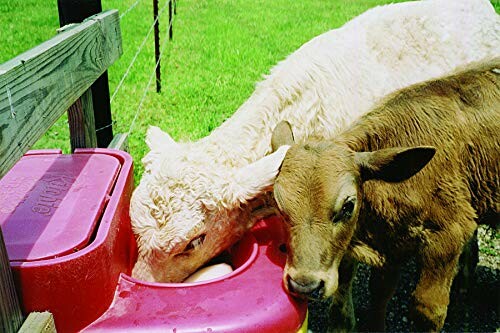 Two calves feeding from a red trough in a grassy area.