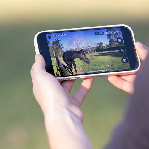 Person holding a smartphone displaying a video of a horse in a field.