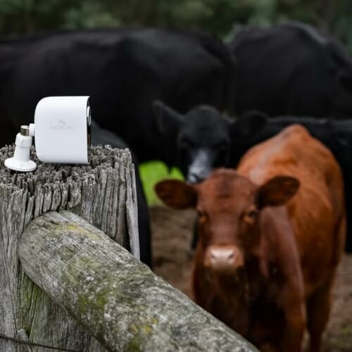 Security camera on a post with cows in the background